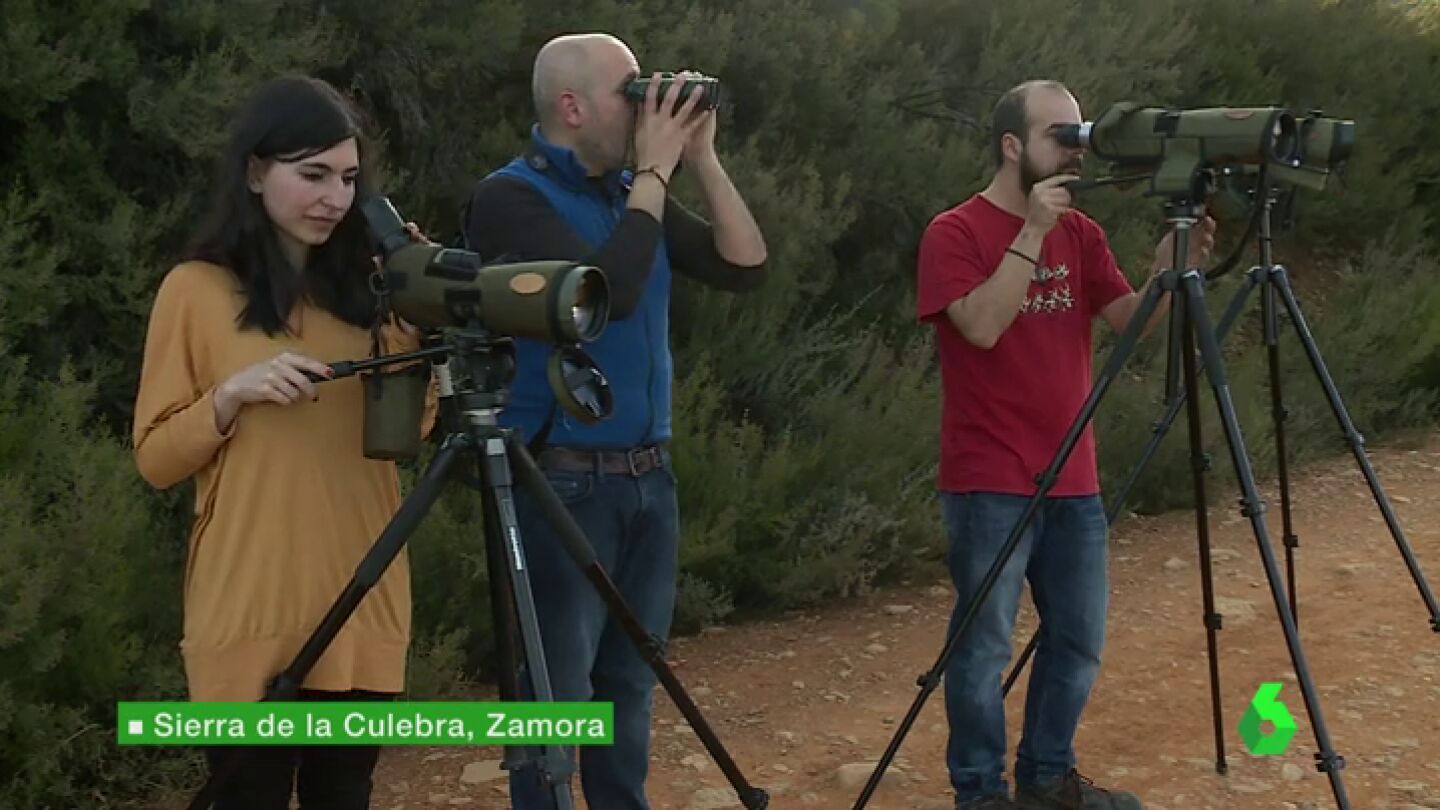 Frame 4.616119 de: Cientos de personas visitan cada a&ntilde;o la sierra zamorana de la Culebra para ver al lobo en su h&aacute;bitat: "No hay palabras"