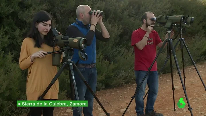 Frame 4.616119 de: Cientos de personas visitan cada año la sierra zamorana de la Culebra para ver al lobo en su hábitat: "No hay palabras"