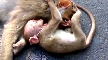 Llanto de un mono junto a su madre muerta