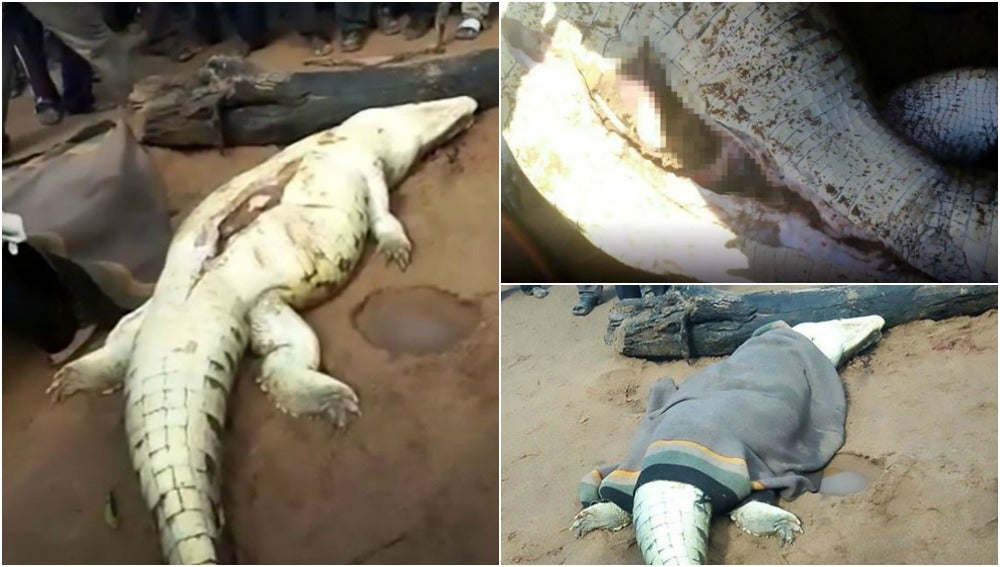 Matan a un cocodrilo y sacan de su vientre los restos de un niño de ocho  años
