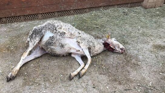 Denuncian que el perro de unos cazadores mata una oveja dentro de un refugio de animales en Girona