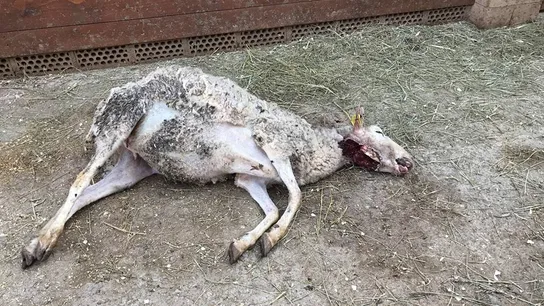 Denuncian que el perro de unos cazadores mata una oveja dentro de un refugio de animales en Girona Denuncian que el perro de unos cazadores mata una oveja dentro de un refugio de animales en Girona