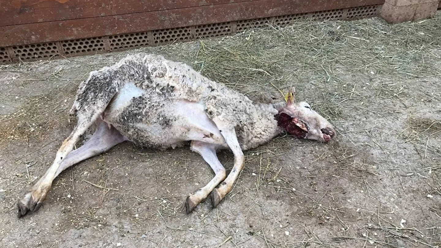 Denuncian que el perro de unos cazadores mata una oveja dentro de un refugio de animales en Girona Denuncian que el perro de unos cazadores mata una oveja dentro de un refugio de animales en Girona