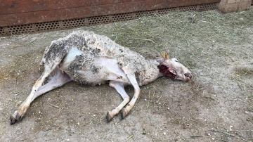Denuncian que el perro de unos cazadores mata una oveja dentro de un refugio de animales en Girona