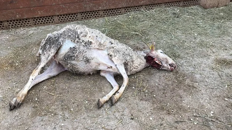 Denuncian que el perro de unos cazadores mata una oveja dentro de un refugio de animales en Girona