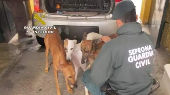 Condenan a seis meses de cárcel a un hombre por cortar los rabos y las orejas de diez perros sin sedarlos Condenan a seis meses de cárcel a un hombre por cortar los rabos y las orejas de diez perros sin sedarlos