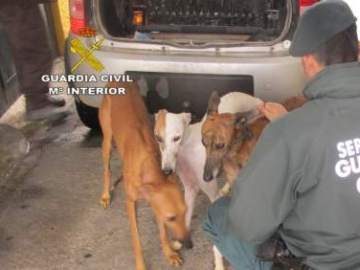 Condenan a seis meses de cárcel a un hombre por cortar los rabos y las orejas de diez perros sin sedarlos Condenan a seis meses de cárcel a un hombre por cortar los rabos y las orejas de diez perros sin sedarlos