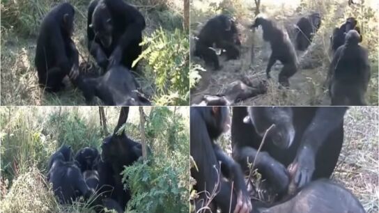 El sorprendente ritual de unos chimpanc&eacute;s antes de enterrar a un miembro de la manada 