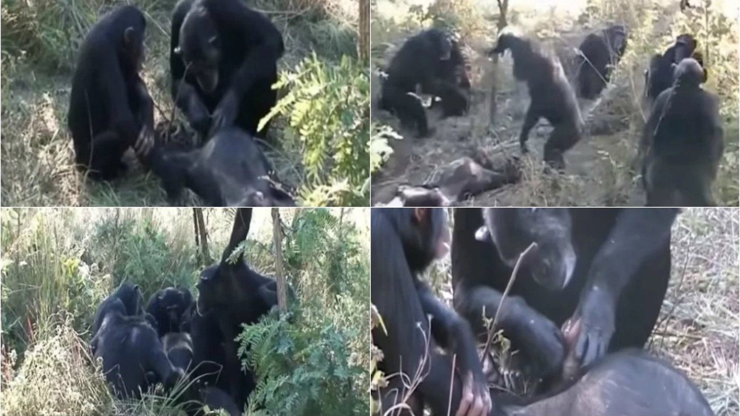 El sorprendente ritual de unos chimpancés antes de enterrar a un miembro de la manada El sorprendente ritual de unos chimpancés antes de enterrar a un miembro de la manada
