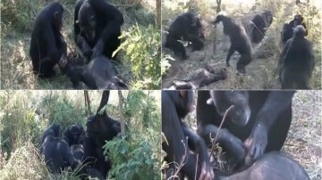 El sorprendente ritual de unos chimpancés antes de enterrar a un miembro de la manada 