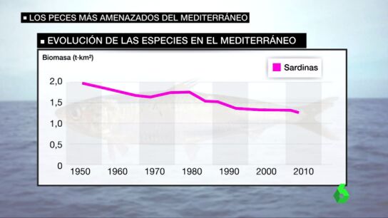 Frame 31.55431 de: Los peces m&aacute;s amenazados del mediterr&aacute;neo: "Los langostinos, las langostas, la merluzas, el mero, se cogen menos ahora"