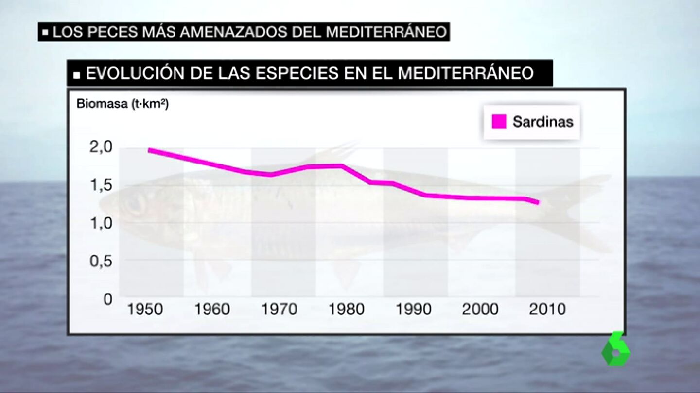 Frame 31.55431 de: Los peces m&aacute;s amenazados del mediterr&aacute;neo: "Los langostinos, las langostas, la merluzas, el mero, se cogen menos ahora"