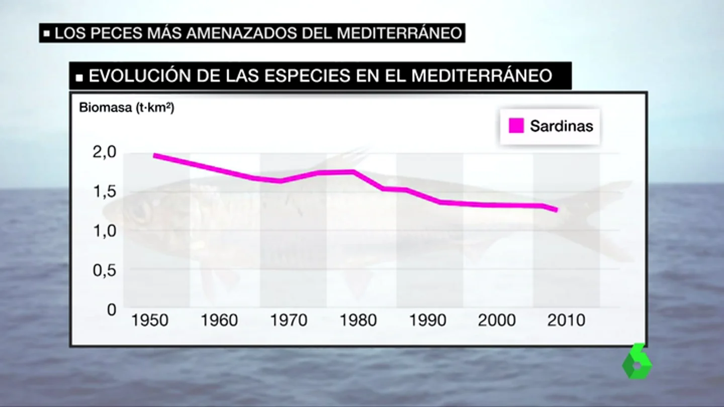 Frame 31.55431 de: Los peces más amenazados del mediterráneo: "Los langostinos, las langostas, la merluzas, el mero, se cogen menos ahora" Frame 31.55431 de: Los peces más amenazados del mediterráneo: "Los langostinos, las langostas, la merluzas, el mero, se cogen menos ahora"