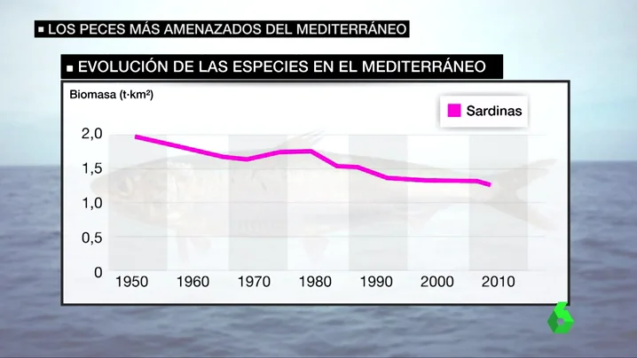 Frame 31.55431 de: Los peces más amenazados del mediterráneo: "Los langostinos, las langostas, la merluzas, el mero, se cogen menos ahora"