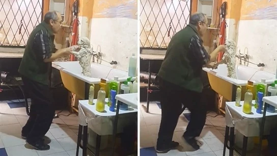 El dueño de la peluquería bailando con uno de los perros El dueño de la peluquería bailando con uno de los perros