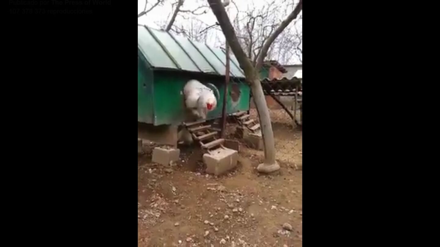 Gallina de raza Brahma, una de las m&aacute;s grandes que se han visto