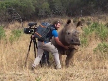 Un rinoceronte pide a un cámara que le frote la barriga Un rinoceronte pide a un cámara que le frote la barriga