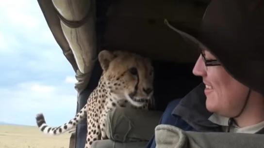 Un guepardo se cuela en el coche de unos turistas del safari Un guepardo se cuela en el coche de unos turistas del safari