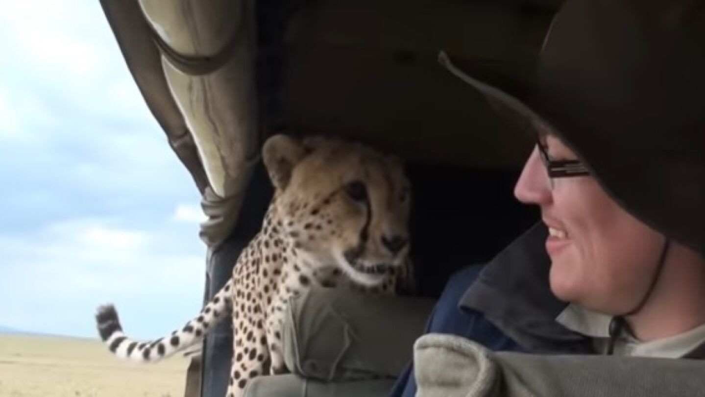 Un guepardo se cuela en el coche de unos turistas del safari
