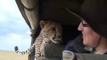 Un guepardo se cuela en el coche de unos turistas del safari