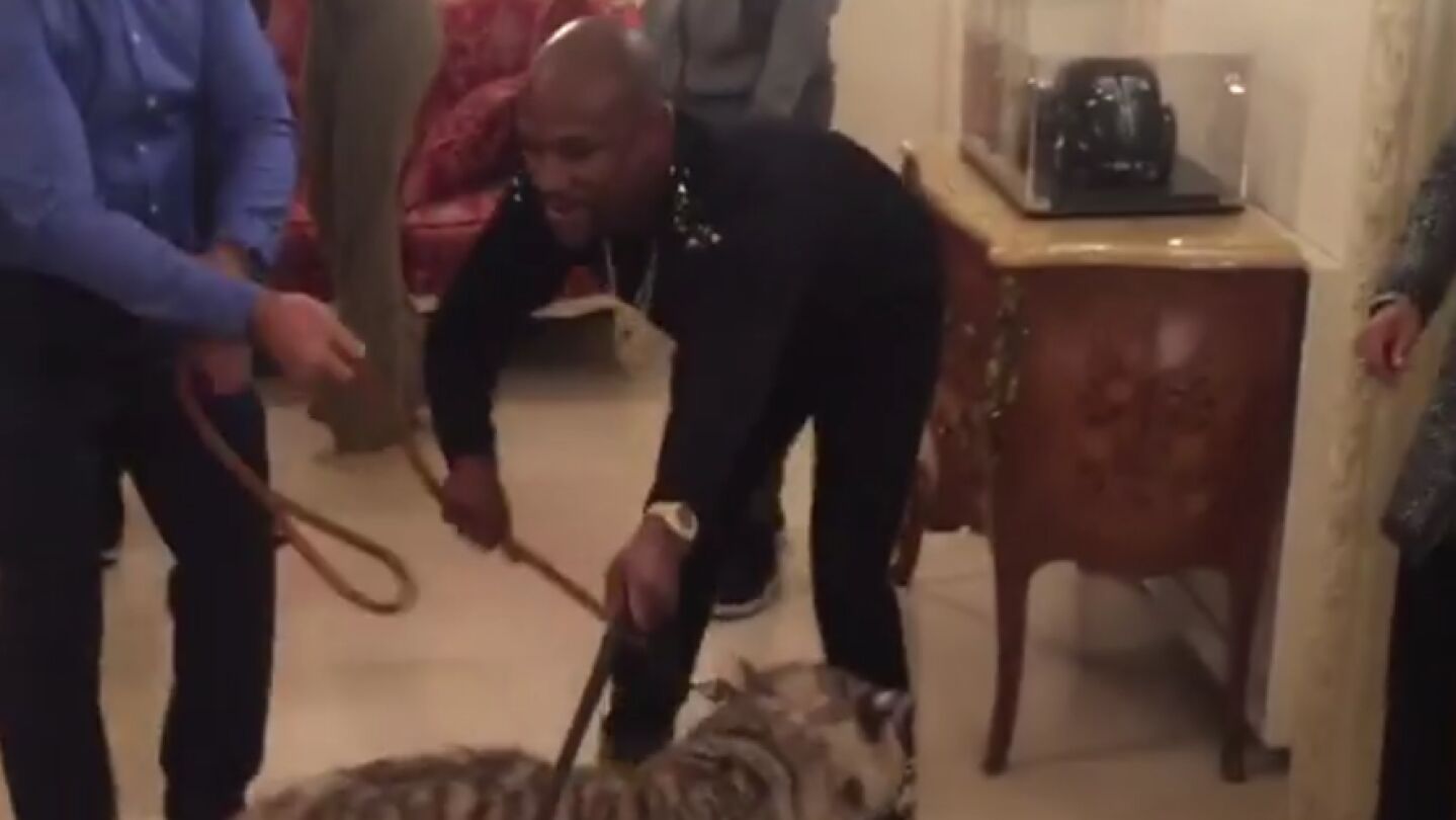 Mayweather, con sus dos tigres