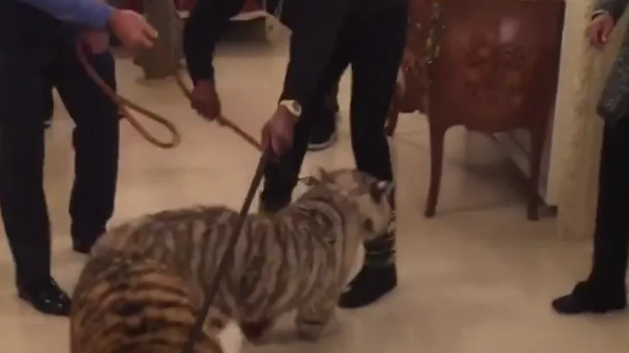 Mayweather, con sus dos tigres Mayweather, con sus dos tigres