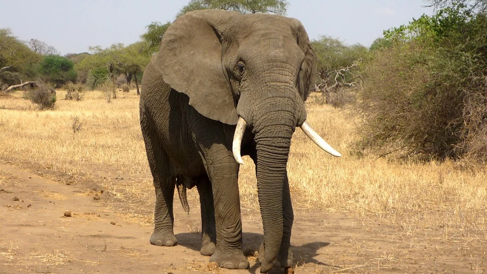 Ejemplar de elefante africano