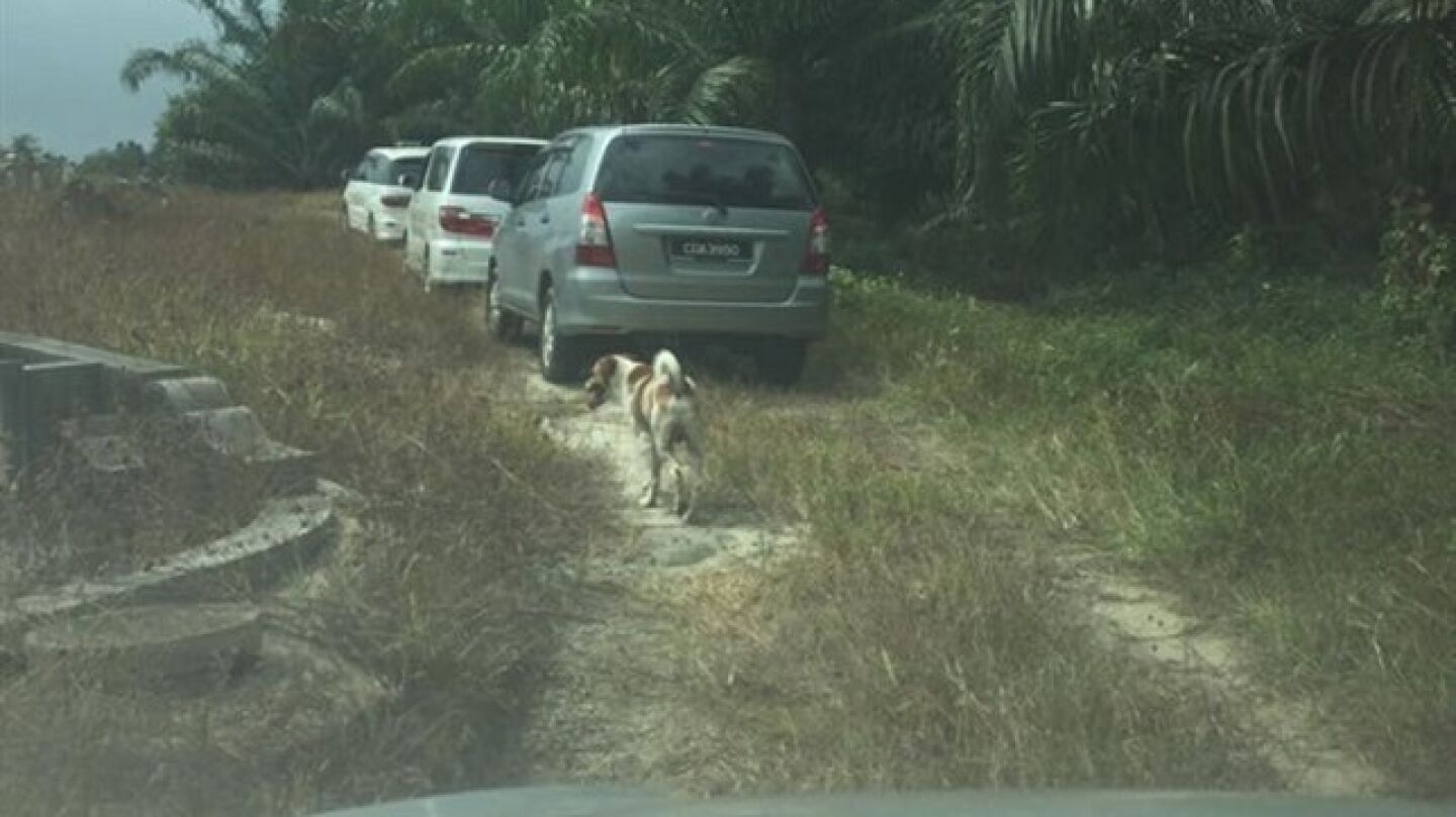 Un perro persigue al cortejo f&uacute;nebre de su due&ntilde;a reci&eacute;n fallecida