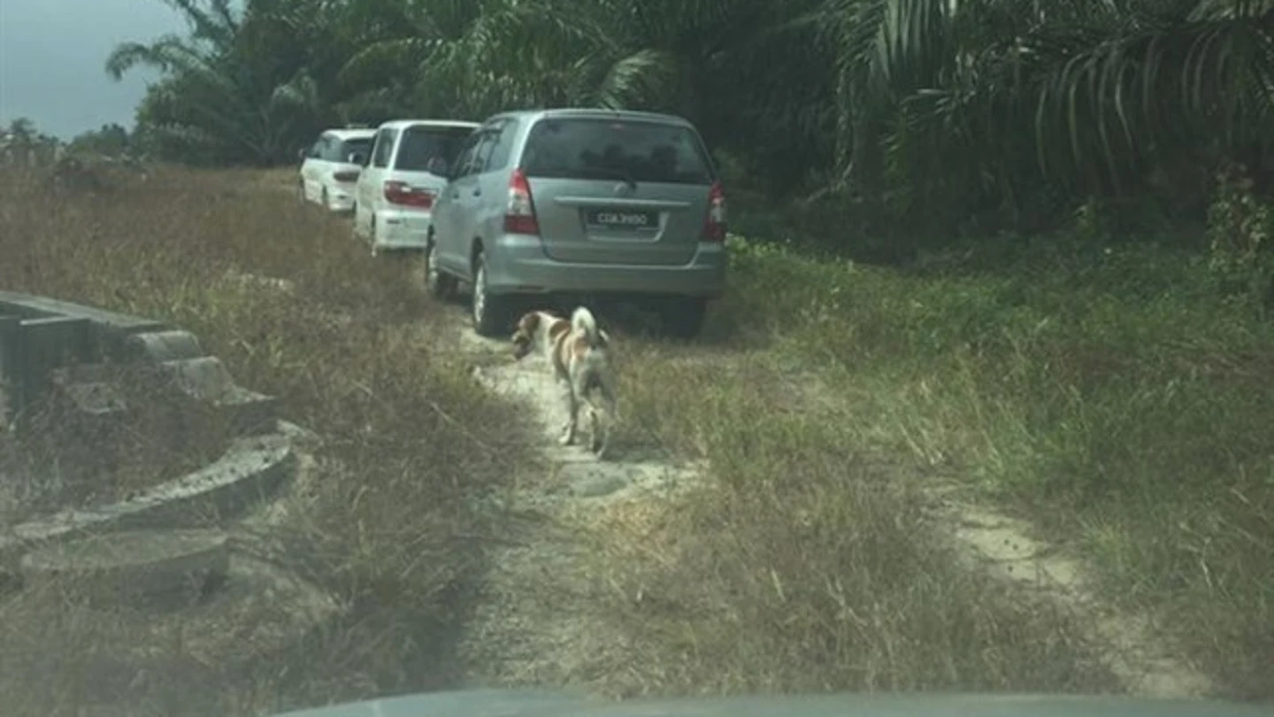 Un perro persigue al cortejo fúnebre de su dueña recién fallecida Un perro persigue al cortejo fúnebre de su dueña recién fallecida