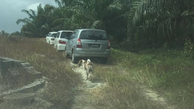 Un perro persigue al cortejo fúnebre de su dueña recién fallecida