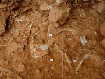 Atapuerca fue escenario del caso mas antiguo de caza comunal