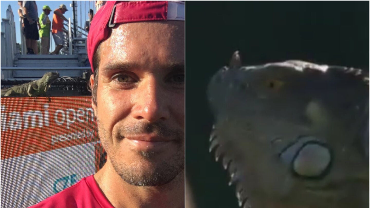 Una iguana, protagonista en el Masters de Miami