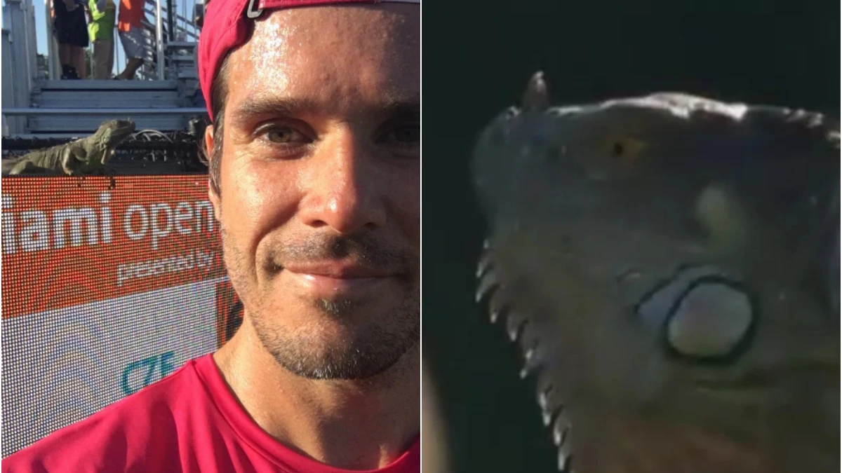 Una iguana, protagonista en el Masters de Miami Una iguana, protagonista en el Masters de Miami
