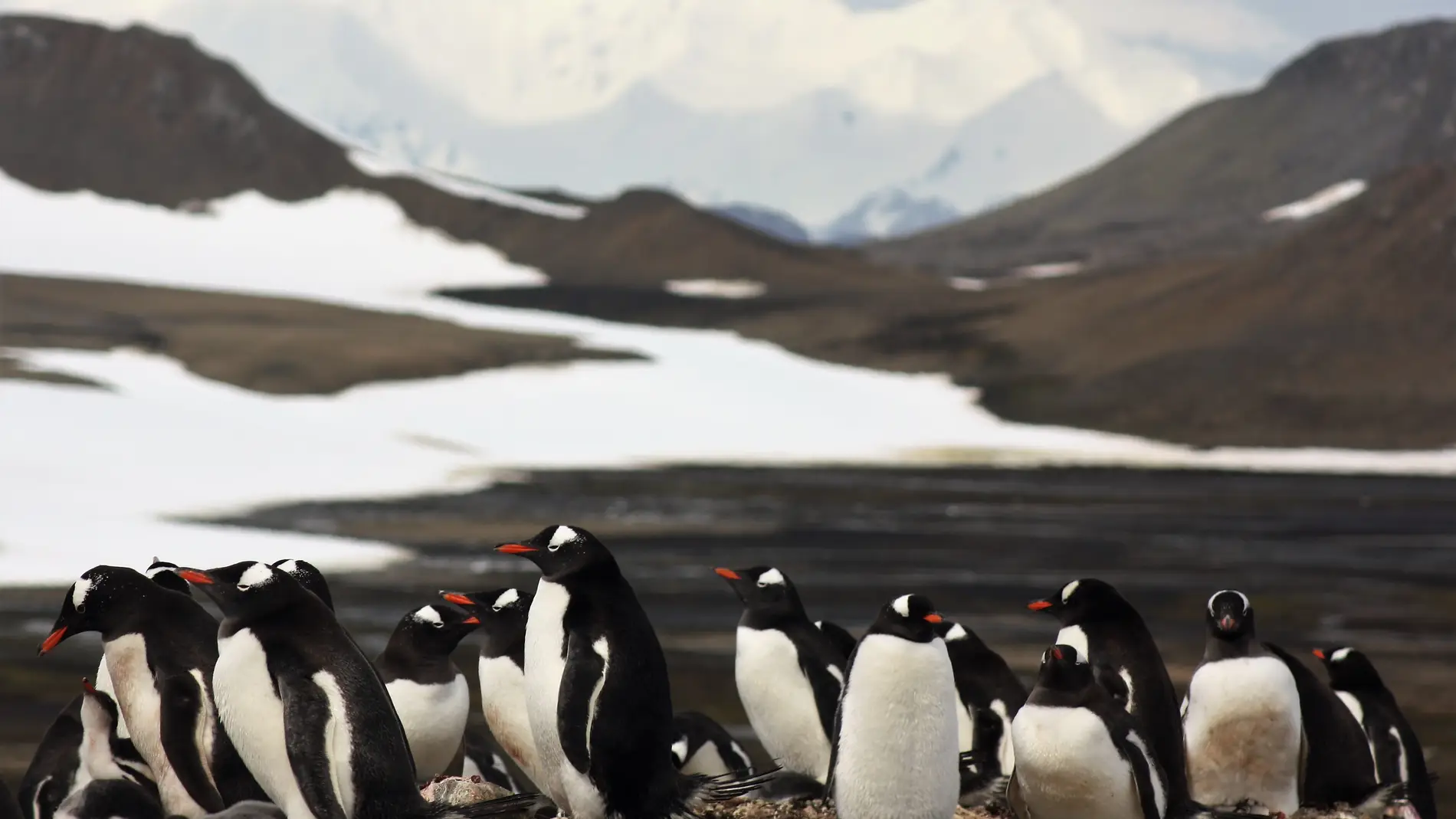 Los pingueinos papua se expandieron siguiendo la corriente Antartica