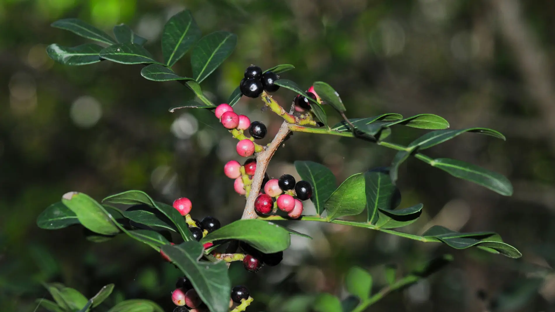La promiscuidad en las plantas asegura su supervivencia y mejora su evolucion