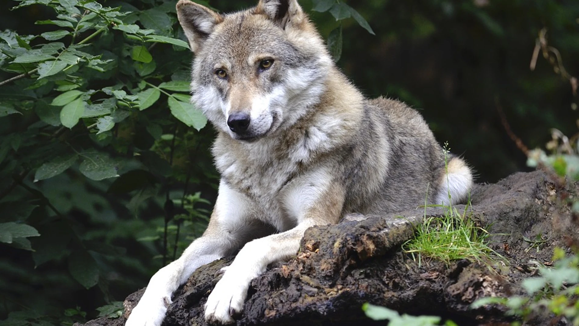 El lobo ibérico se encuentra en grave peligro en Guadalajara