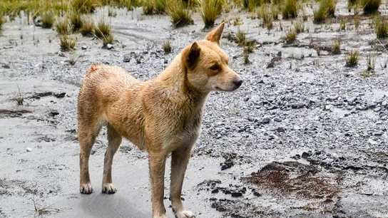 Perro salvaje de las tierras altas de Nueva Guinea Perro salvaje de las tierras altas de Nueva Guinea