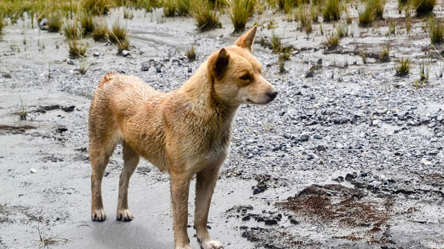 Perro salvaje de las tierras altas de Nueva Guinea Perro salvaje de las tierras altas de Nueva Guinea