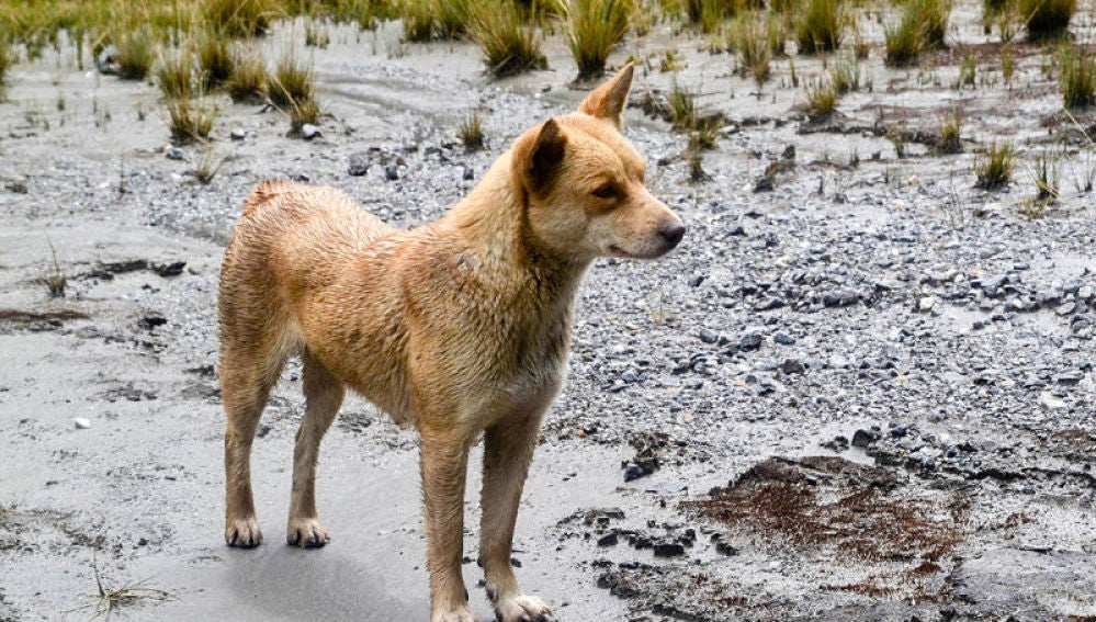 Perro salvaje de las tierras altas de Nueva Guinea