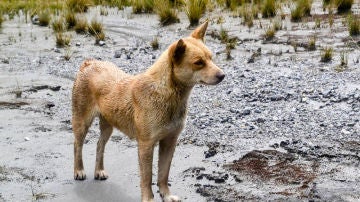 Perro salvaje de las tierras altas de Nueva Guinea