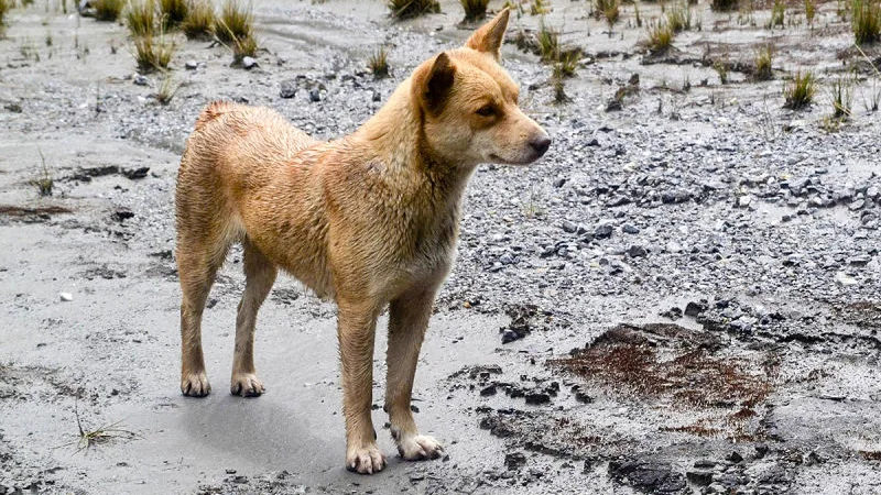 Perro salvaje de las tierras altas de Nueva Guinea