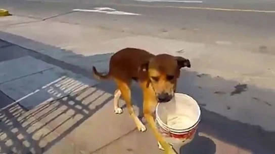 Un perro pide agua con un cubo por la sequía de Perú Un perro pide agua con un cubo por la sequía de Perú