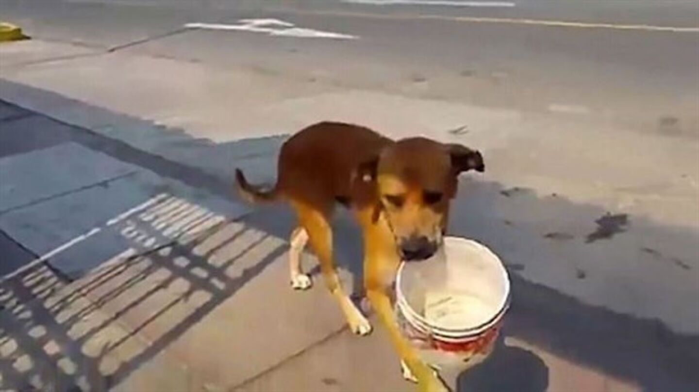 Un perro pide agua con un cubo por la sequ&iacute;a de Per&uacute;
