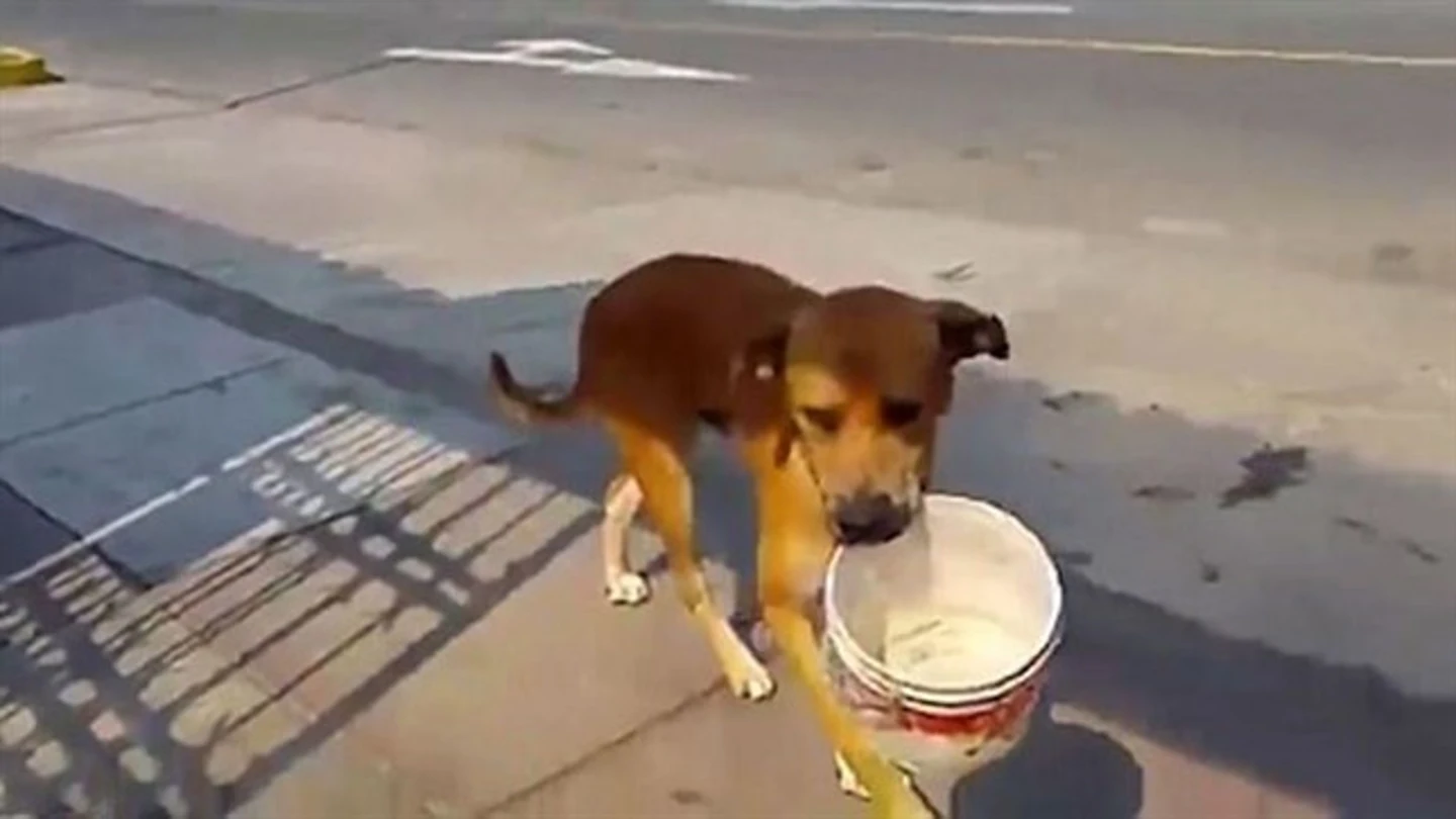 Un perro pide agua con un cubo por la sequía de Perú Un perro pide agua con un cubo por la sequía de Perú
