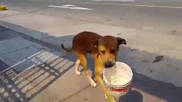 Un perro pide agua con un cubo por la sequía de Perú