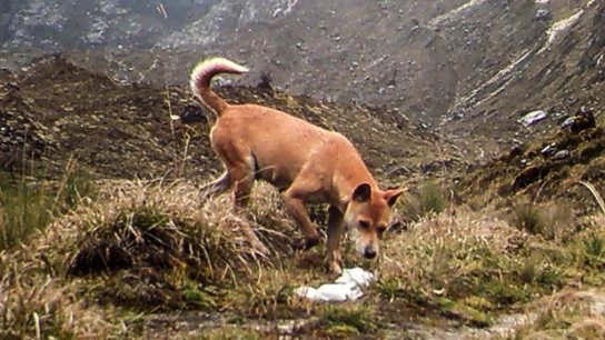Perro Nueva Guinea | archivo perro