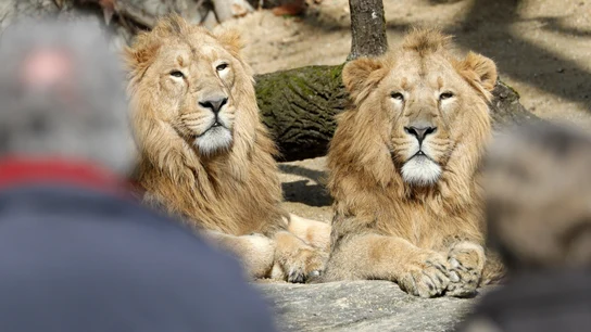 Leones al sol Dos leones toman el sol en el zoo Wilhelma de Stuttgart (Alemania).