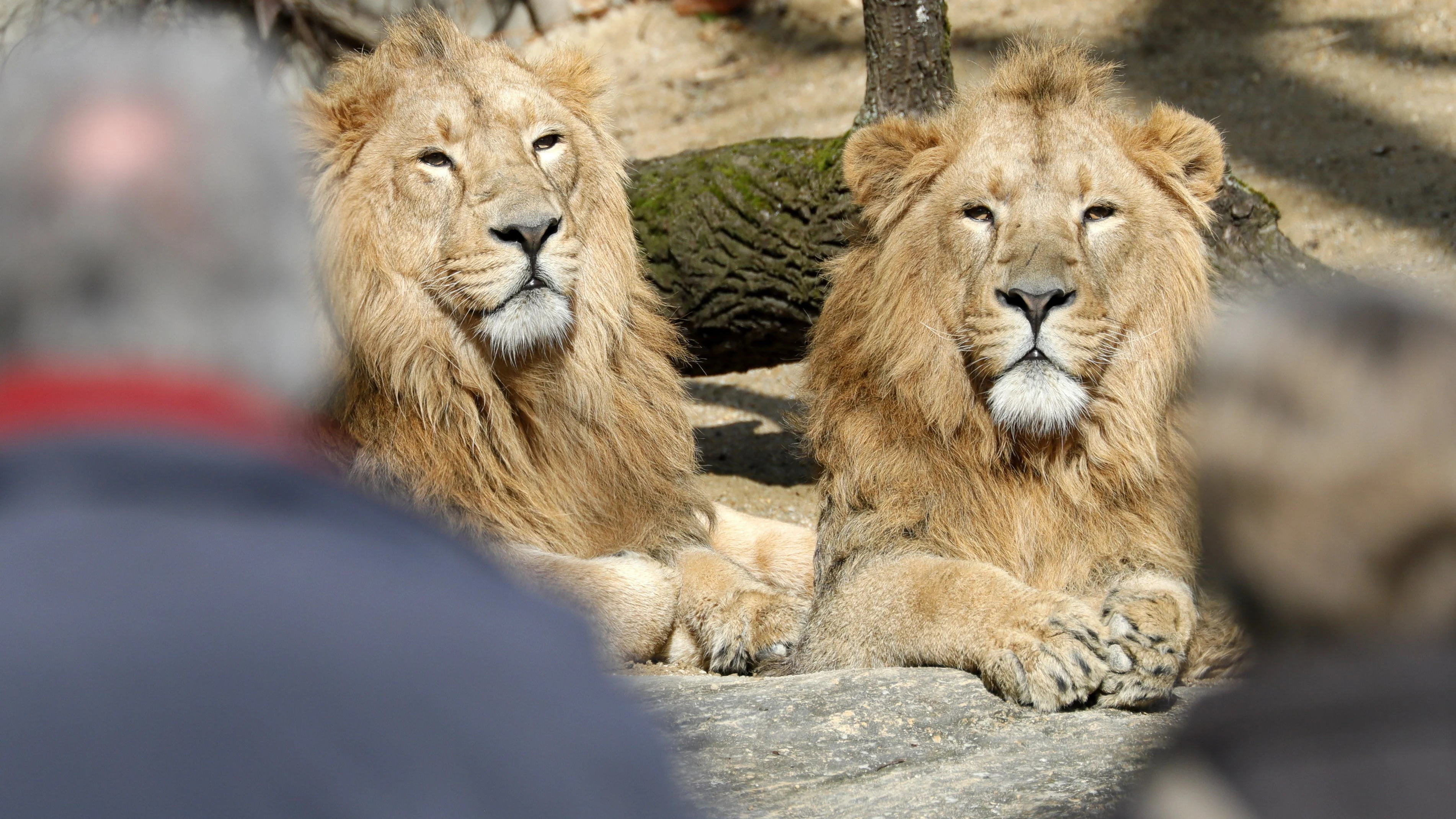 Dos leones toman el sol en el zoo Wilhelma de Stuttgart (Alemania).