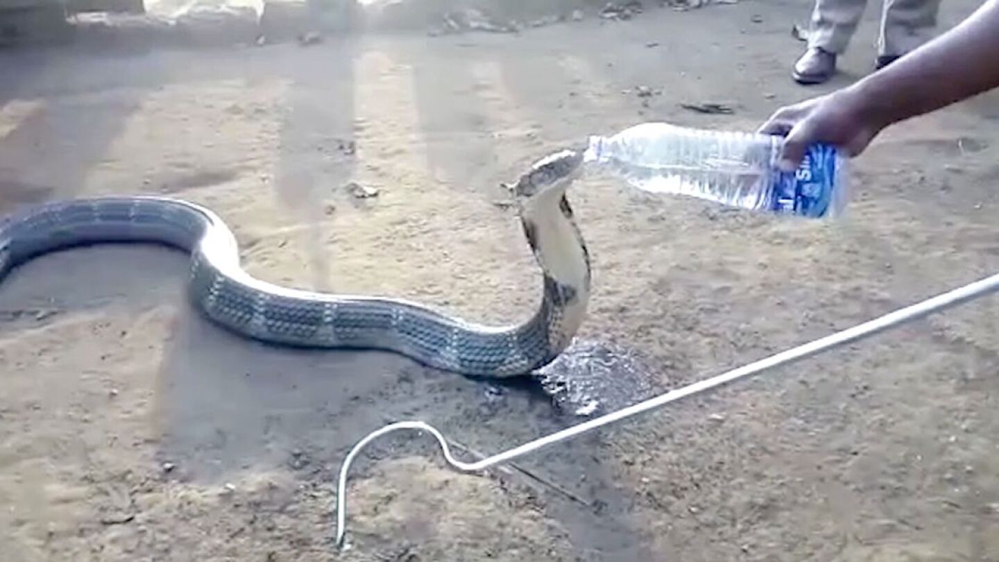 El animal bebi&oacute; agua directamente de la botella para calmar su sed