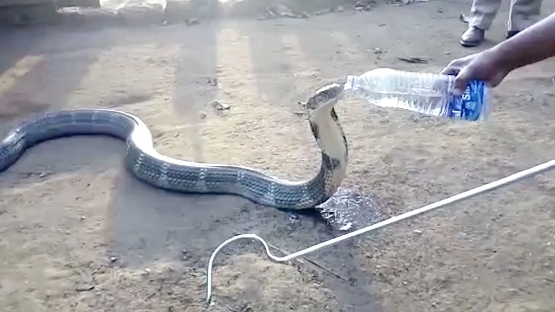 El animal bebió agua directamente de la botella para calmar su sed